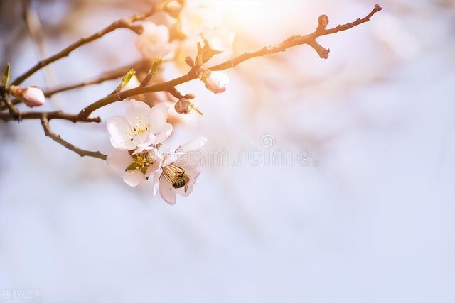 携字取名的寓意女孩？携字取名的寓意女孩名字！