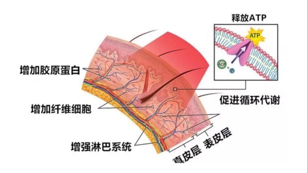 卡波姆的作用与功效化妆品有哪些？卡波姆的作用与功效化妆品有哪些成分！